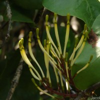 Dendrophthoe falcata (L.f.) Ettingsh.